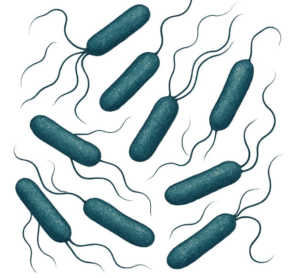 Acetobacter aceti  - ATCC 15973