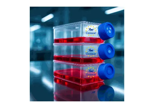 [GEN-CSI006Ra01-500k] Primary AEC Cell, Rat